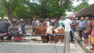 Dampak-Wabah-PMK-Transaksi-Jual-Beli-Sapi-di-Pasar-Hewan-Ambarketawang-Anjlok-hingga-80-Persen.jpg