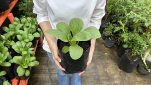 Dua-Rahasia-Dasar-Berkebun-yang-Sering-Diabaikan-Pemula.jpg