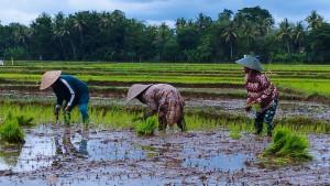 Harga-Pupuk-Subsidi-Turun-20-Persen-Petani-di-Kulon-Progo-Bisa-Hemat-Operasional-Hingga-40-Persen.jpg