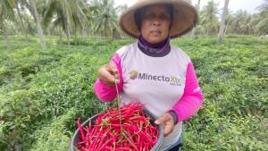 Hasil-Panen-Minim-Harga-Cabai-Merah-Keriting-di-Tingkat-Petani-Kulon-Progo-Tembus-Rp40-Ribu-Per-Kg.jpg