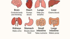 Health-and-the-Human-Body-Vocabulary.jpg