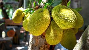 ILUSTRASI-FOTO-Buah-nangka-di-pohon.jpg