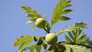 ILUSTRASI-FOTO-Pohon-Sukun-Buah-Sukun-Tanaman-Sukun.jpg