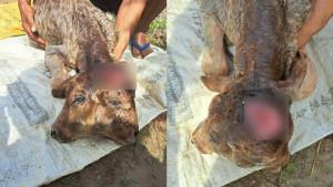 Induk-Sapi-Milik-Warga-Bondowoso-Lahirkan-Anak-Sapi-Berkepala-Dua-di-Bondowoso.jpg