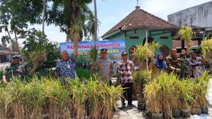Inovasi-sawah-rosok-di-Gunungkidul.jpg