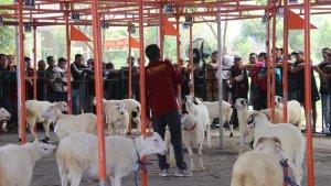 Kambing-Berkualitas-Bersaing-di-Kontes-Ternak-Pemda-DIY-Bidik-Potensi-Ekonomi.jpg