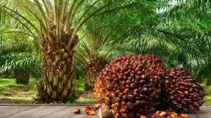 Kelapa-Sawit-Sumber-Daya-Alam-Indonesia.jpg