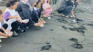 Konservasi-Penyu-di-Pantai-Trisik-Kulon-Progo-Kurang-Optimal-Butuh-Fasilitas-Bangunan-Baru.jpg