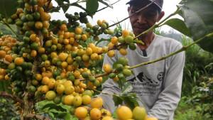 Kopi-Yellow-Caturra-Ini-Langka-Rasa-dan-Aromanya-Istimewa.jpg