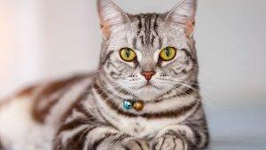 Kucing-jenis-American-Shorthair.jpg