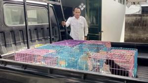 Kucing-kucing-liar-tanpa-pemilik-diboyong-menuju-Poliklinik-Hewan-Kota-Yogyakarta.jpg