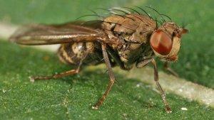 Lalat-Hujan-Ephydridae.jpg