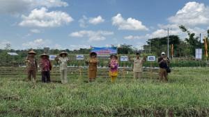 Panen-Raya-Lumbung-Mataraman-di-Gunungkidul-14102025.jpg