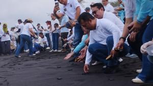 Pelepasan-tukik-alias-anak-penyu-di-Pantai-Bugel.jpg