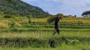 Petani-di-Kapanewon-Kalibawang-mengangkut-hasil-panen-padi.jpg