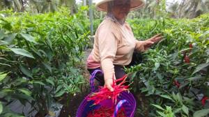 Petani-panen-cabai-di-Panjatan-Kulon-Progo.jpg