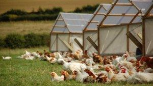 Peternakan-ayam.jpg