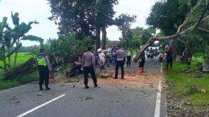 Pohon-Setinggi-10-Meter-Tumbang-Blokir-Jalan-di-Lendah-Kulon-Progo.jpg