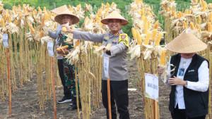 Program-Tanam-Jagung-oleh-Polda-DIY-di-Kulon-Progo.jpg