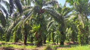 Salah-satu-perkebunan-kelapa-sawit-di-Bengkulu.jpg