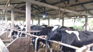 Sapi-perah-di-wilayah-Cangkringan-yang-menjadi-prioritas.jpg