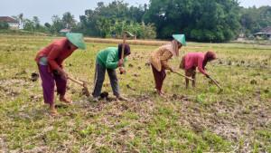 Sulitnya-Regenerasi-Petani-Muda-Pemkab-Gunungkidul-Lakukan-Langkah-Ini.jpg