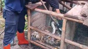 Ular-Sanca-Kembang-Sepanjang-2-Meter-Diamankan-di-Girimulyo-Kulon-Progo-Sempat-Mangsa-Ayam-Warga.jpg