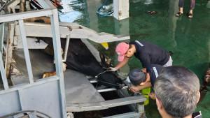 alat-perebah-sapi-atau-restraining-box-sejak-2019.jpg