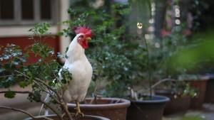 arti-mimi-menangkap-ayam-putih.jpg