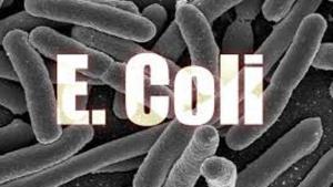 e-coli_1108_20160811_213853.jpg