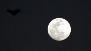fenomena-alam-malam-ini-ada-strawberry-full-moon-dan-gerhana-bulan-semu.jpg
