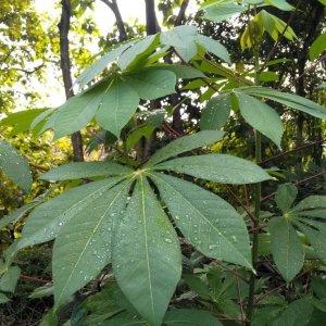 ilustrasi-daun-singkong.jpg