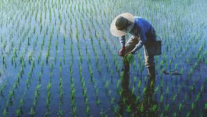 ilustrasi-petani-di-sawah-24092025.jpg