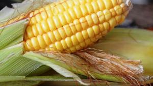 jagung_hdfhdf_20160117_214450.jpg