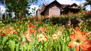 kebun-bunga-amarilis_20171012_160703.jpg