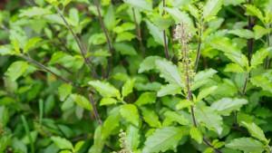 khasiat-daun-kemangi-atau-basil-suci-atau-ocimum-sanctum.jpg
