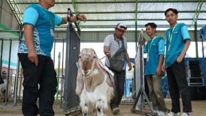 lomba-kambing-pe-kulon-progo.jpg