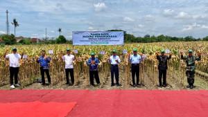 panen-raya-jagung-panagkaran-di-Bantul.jpg