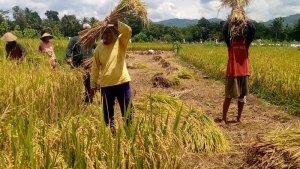 petani-di-Karangtengah-Gunungkidul-panen-padi.jpg