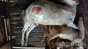 puluhan-kambing-di-pacitan-mati-misterius-diduga-dimangsa-hewan-buas.jpg