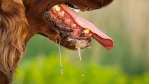 rabies_20160928_223031.jpg