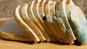 roti-berjamur.jpg