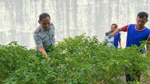 tanaman-cabai-di-lahan-brandgang-Rutan-IIB-Bantul.jpg
