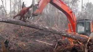 video-orangutan-melawan-ekskavator.jpg