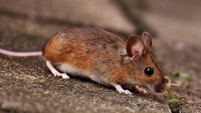 14-Arti-Mimpi-Tentang-Tikus-Putih-Digigit-Tikus-Menurut-Primbon-Waspadalah-dengan-Musuh.jpg