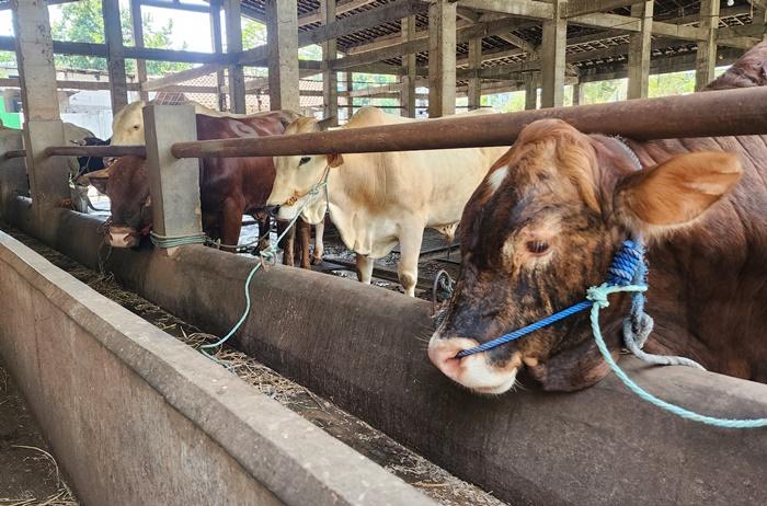 Stok Hewan Kurban di Kota Yogyakarta Minim, Andalkan Pasokan dari Luar Daerah
