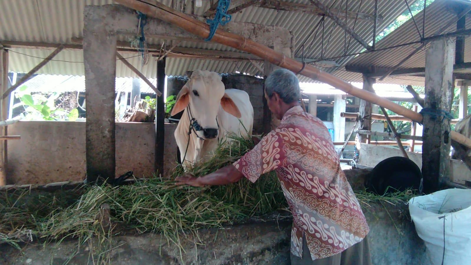 Peternak Sleman Diminta Siapkan Cadangan Pakan Selama Musim Kemarau - Tribunjogja.com