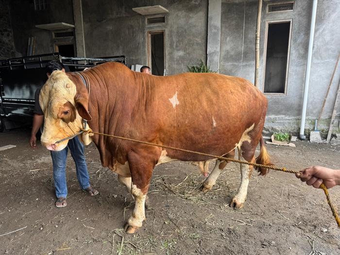 Wabup Magelang Bangga Sapi Peternak Sawangan Terpilih Jadi Hewan Kurban Presiden