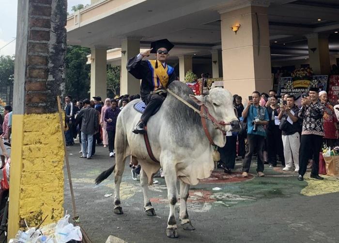 Cerita Adhisaka, Wisudawan UMBY yang Tunggangi Sapi saat Acara Wisuda