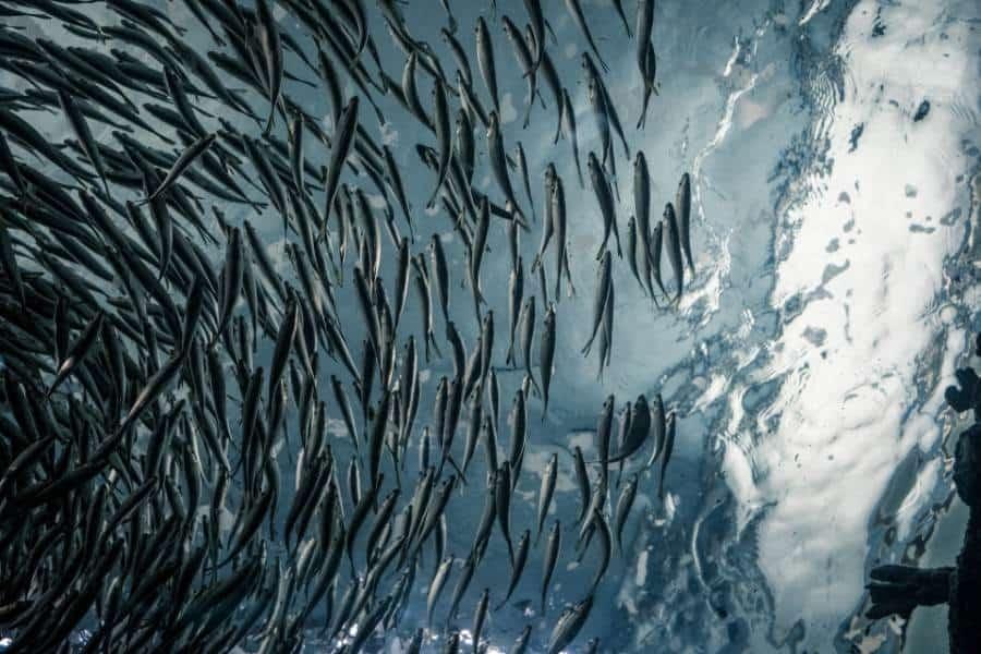 5-Arti-Mimpi-Ikan-Secara-Spiritual-Konon-Mencerminkan-Kemakmuran-hingga-Pengampunan.jpg